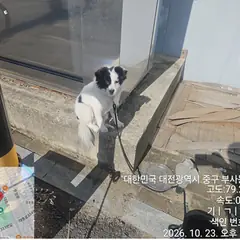중구 검정&흰색 믹스견 암컷