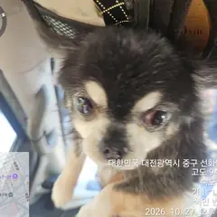 중구 검정&흰색 치와와 암컷