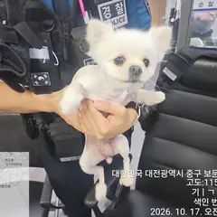 중구 흰색 믹스견 암컷