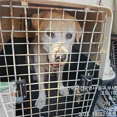 중구 금색 골든 리트리버 암컷