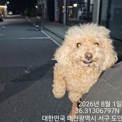 서구 갈색 푸들 수컷