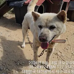 서구 흰색 진도견 수컷