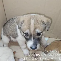 서구 흰색 믹스견 수컷