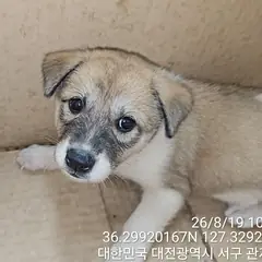 서구 갈색&흰색 믹스견 수컷