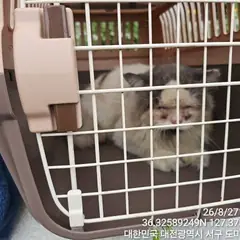 서구 기타(회백) 페르시안 수컷