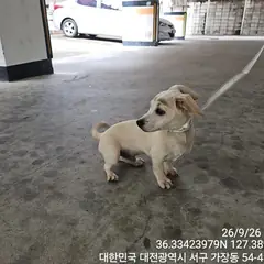 서구 흰색 믹스견 수컷