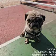 서구 검정색 퍼그 수컷