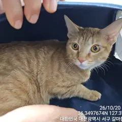 서구 레몬색&흰색 한국 고양이 암컷