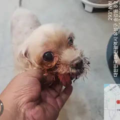 유성구 기타(황색) 말티즈 암컷