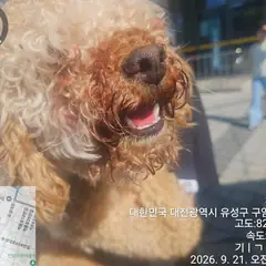 유성구 기타(황색) 푸들 암컷