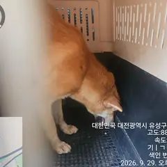 유성구 흰색&황갈색 믹스견 암컷