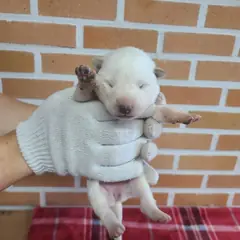 유성구 흰색 믹스견 암컷