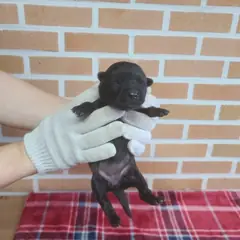 유성구 검정색 믹스견 암컷