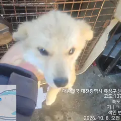 유성구 흰색 믹스견 암컷