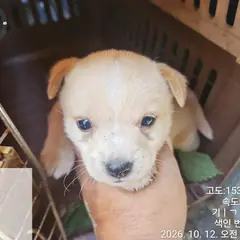 유성구 흰색&황갈색 믹스견 수컷