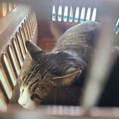 유성구 기타(회백색) 기타 성별 미상