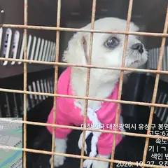 유성구 흰색 말티즈 수컷