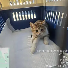 유성구 기타(회백색) 기타 성별 미상