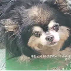 대덕구 검정&흰색 치와와 수컷