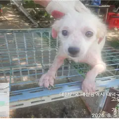 대덕구 흰색 말티즈 암컷