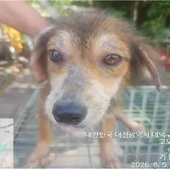 대덕구 검정&황갈색 믹스견 암컷