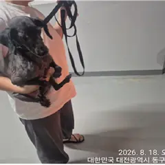 대덕구 검정색 푸들 수컷