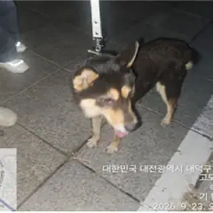 대덕구 흑갈색 진도견 암컷