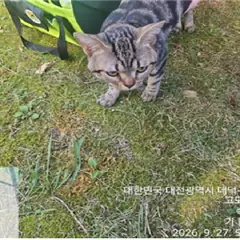 대덕구 흰색/검은색 얼룩무늬 한국 고양이 암컷