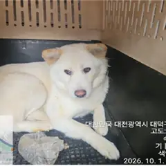 대덕구 흰색 진도견 수컷
