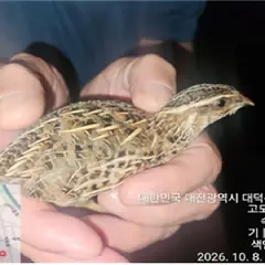대덕구 기타(흑검) 기타축종 성별 미상