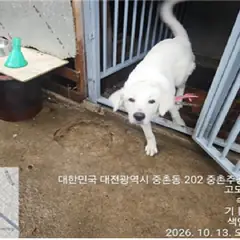 대덕구 흰색 믹스견 암컷