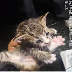 대덕구 흰색/검은색 얼룩무늬 한국 고양이 성별 미상