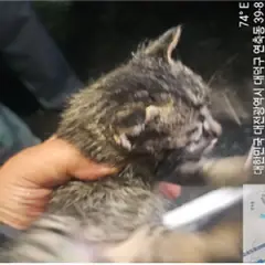 대덕구 기타(회백) 한국 고양이 성별 미상