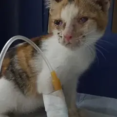 중구 검은색흰색황토색조합 한국 고양이 암컷