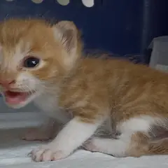 중구 레몬색&흰색 한국 고양이 암컷