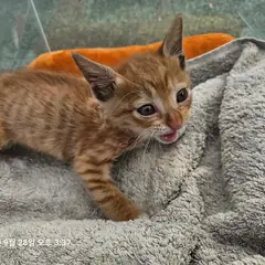 중구 레몬색&흰색 한국 고양이 수컷
