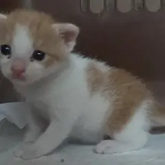 중구 레몬색&흰색 한국 고양이 수컷