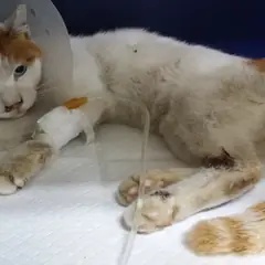 중구 레몬색&흰색 한국 고양이 수컷