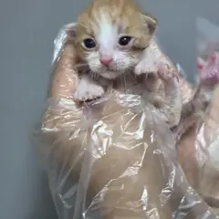 중구 레몬색&흰색 한국 고양이 수컷