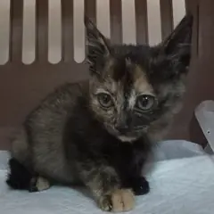 중구 검은색흰색황토색조합 한국 고양이 암컷