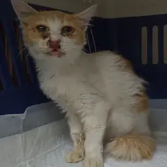 중구 레몬색&흰색 한국 고양이 암컷