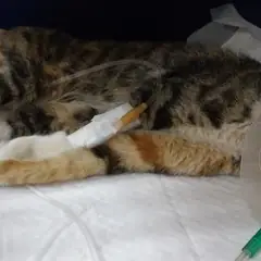 중구 검은색흰색황토색조합 한국 고양이 암컷