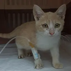 중구 레몬색&흰색 한국 고양이 수컷