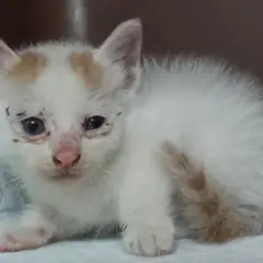 중구 레몬색&흰색 한국 고양이 수컷