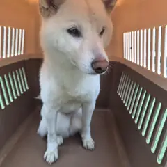 중구 흰색 시바 수컷