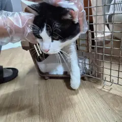 중구 흰색/검은색 얼룩무늬 한국 고양이 수컷