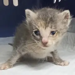 중구 검은색흰색황토색조합 한국 고양이 암컷