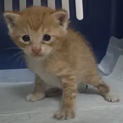 중구 레몬색&흰색 한국 고양이 수컷