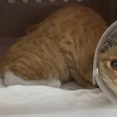 중구 레몬색&흰색 한국 고양이 수컷