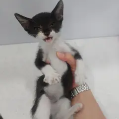 남구 기타(턱시도) 한국 고양이 암컷